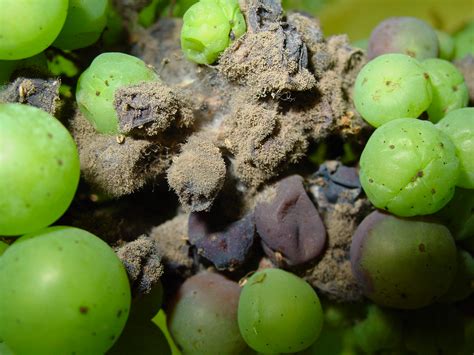 Botrytis, The Disease Of The Vines